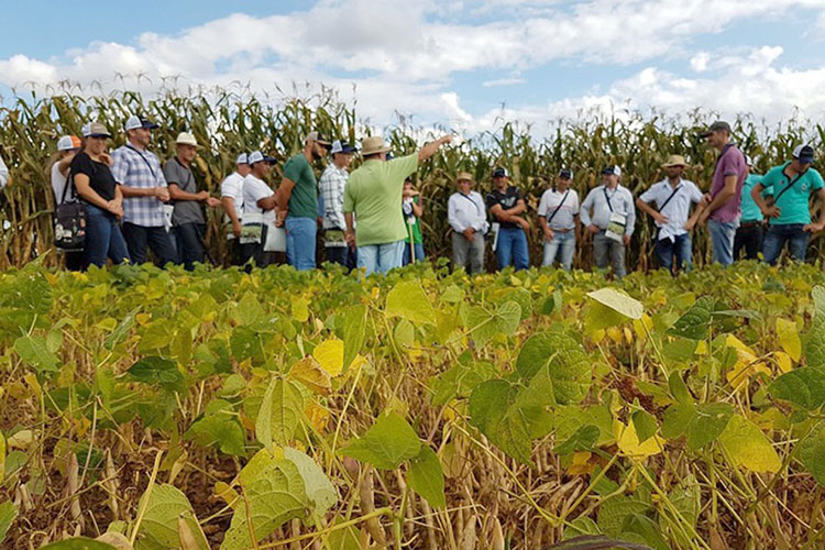 20ª Semana de Campo reunirá produtores de feijão e milho em Ponta Grossa