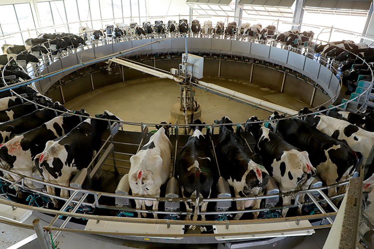 Com aumento de 8,7% na pecuária, Paraná tem 9 cidades entre as maiores produtoras do Brasil